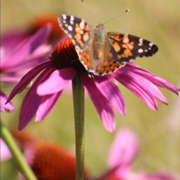 Hi I’m Anton, Bundle 2 or more items & get 20% off - Picture 3 of 4